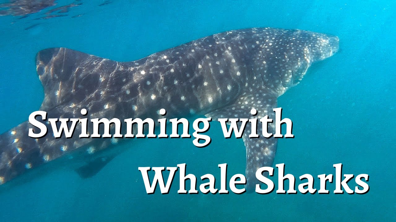 SWIMMING WITH WHALE SHARKS IN LA PAZ, MEXICO!! Add it to your bucket list!!