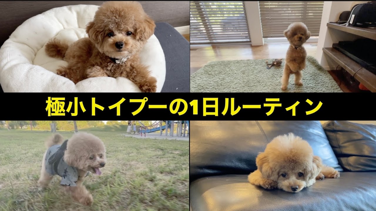 【極小トイプーの1日ルーティン】～ティーカッププードルを飼いたくなる動画～