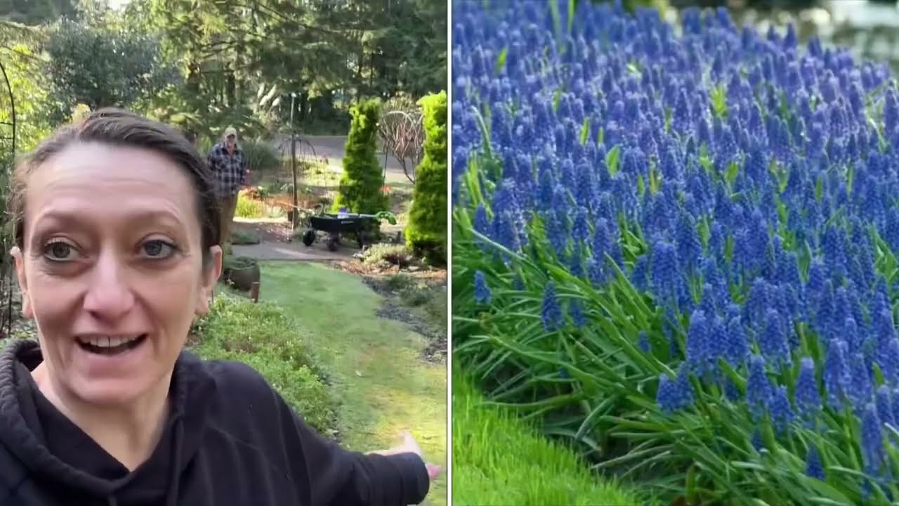 Planting a Blue Ribbon of Muscari (or Grape Hyacinth)
