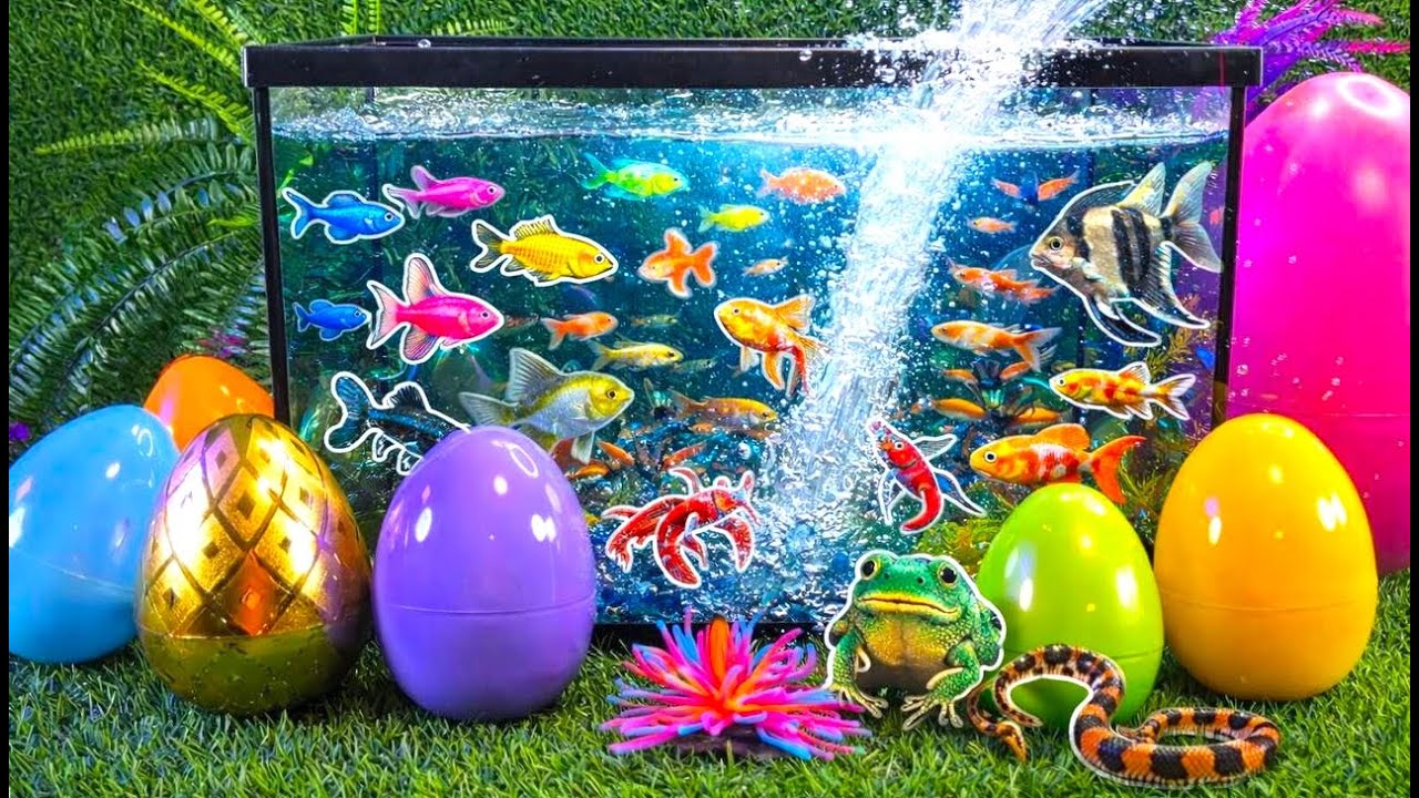 Colorful eggs fish surprise, koi, shark, angelfish, butterfly fish, goldfish, turtle, frog, betta