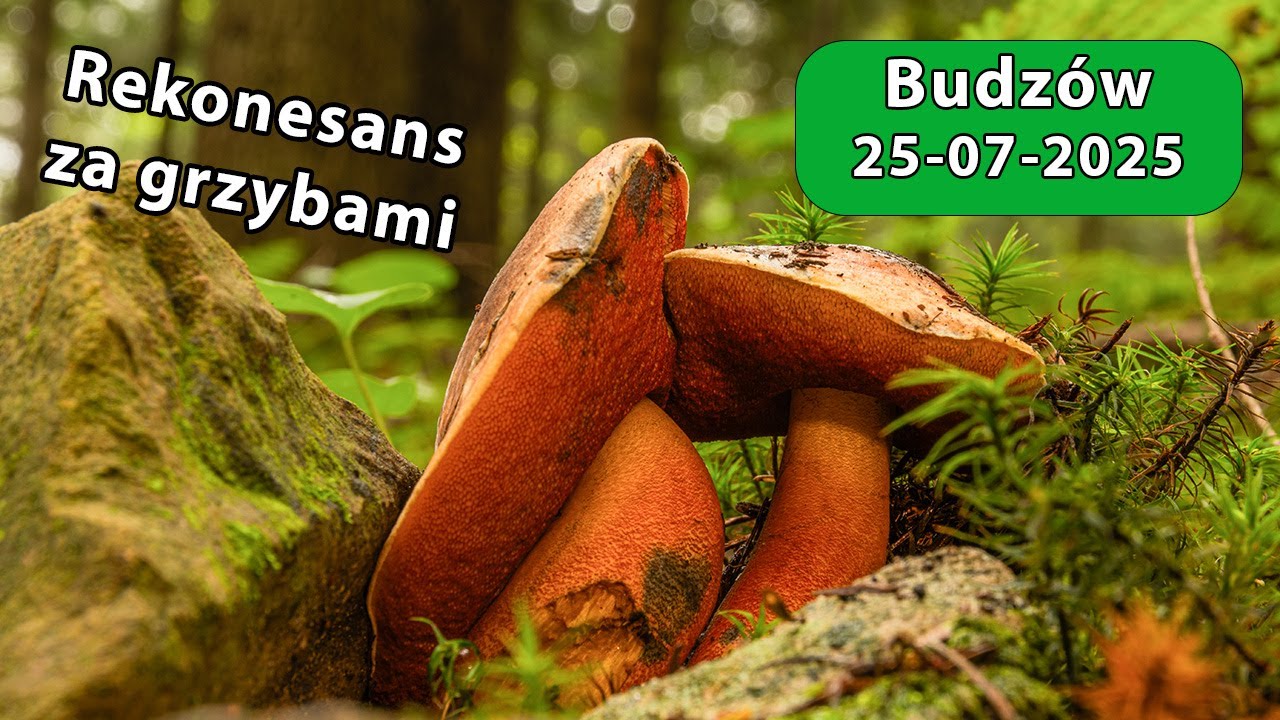 Na Grzyby do Budzowa 2025-07-25 - rekonesans