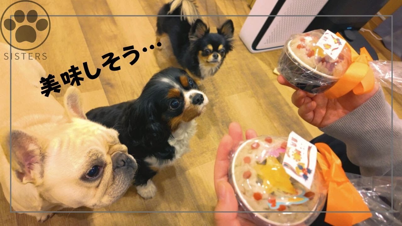 クリスマスケーキで大興奮する愛犬たちがこちらw