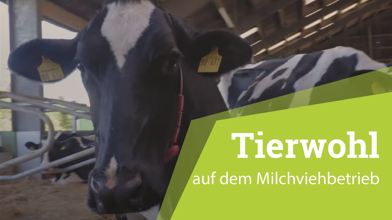 Landwirt für einen Tag: #Tierwohl auf dem Milchviehbetrieb