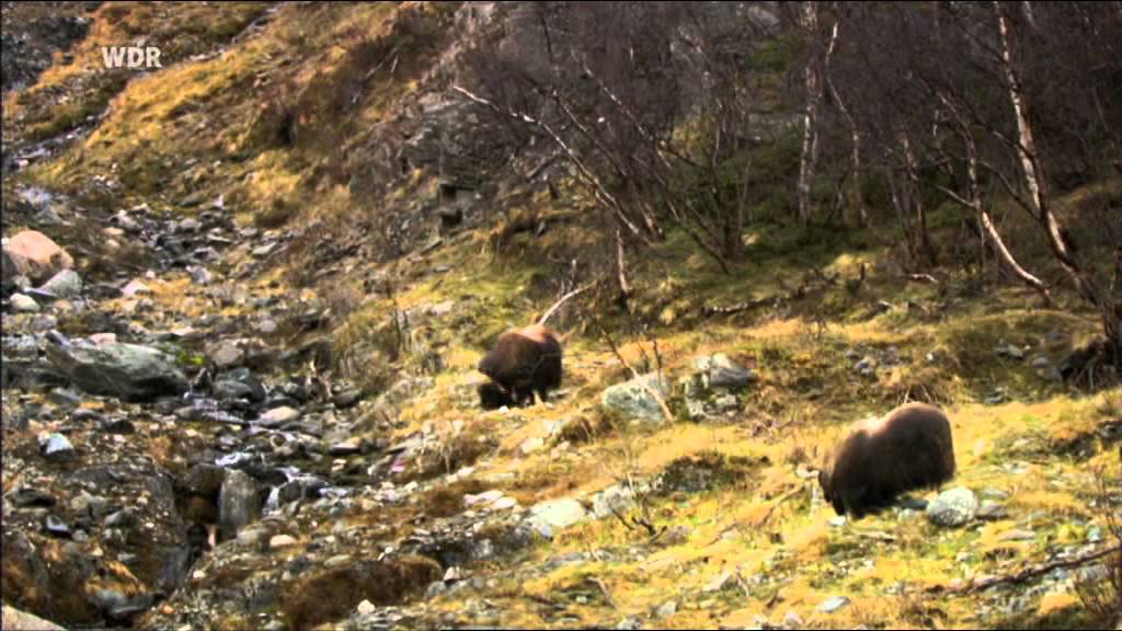 Wildes Skandinavien - Norwegen