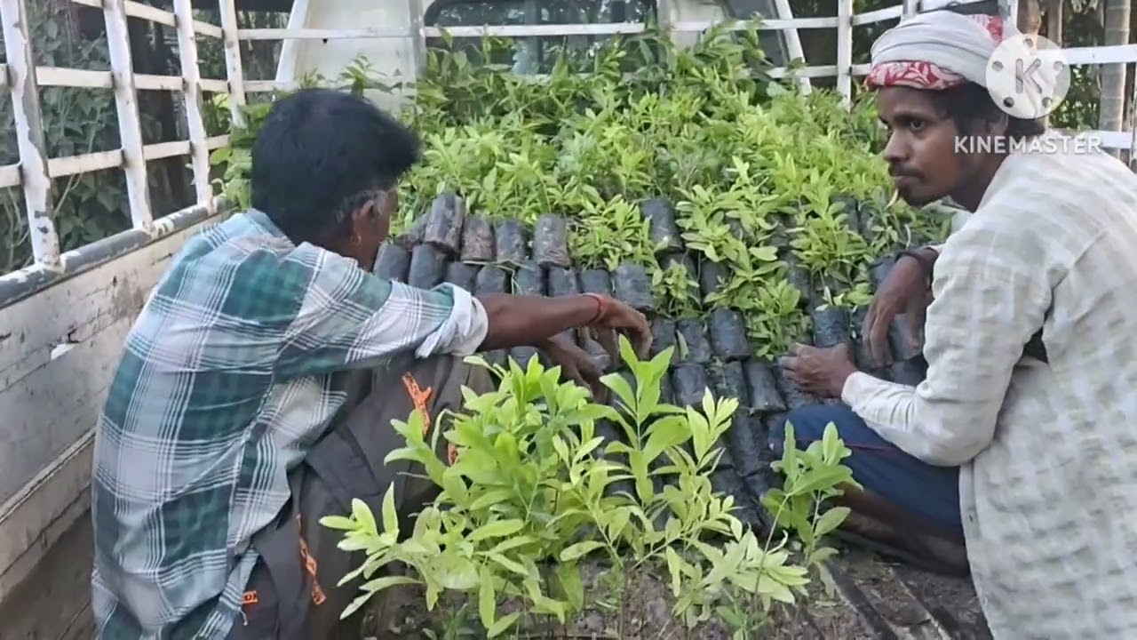 চিৰ হেউজ  আসমৰ হৈ বগা আৰু ৰঙা চন্দনৰ খেতি  চৰাইদেউ এঙেৰা!###7086160808 evergreen assam 