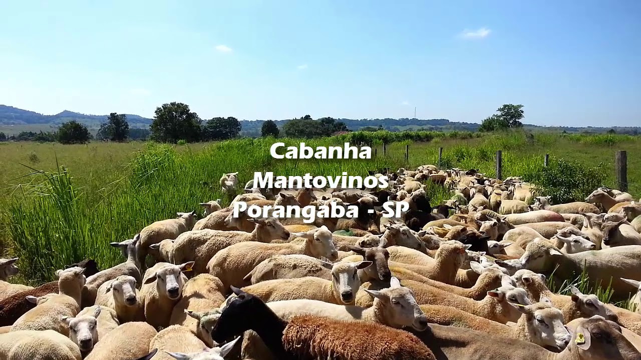 Pastor Maremano Abruzes e rebanho de ovinos (Porangaba - SP)- CordeiroBIZ