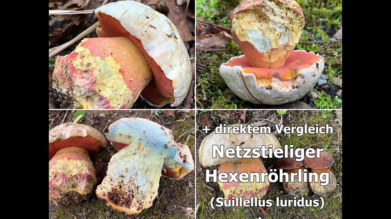 Satansr&ouml;hrling, Satanspilz, Rubroboletus satanas | + Vergleich Hexenr&ouml;hrling, Suillellus luridus