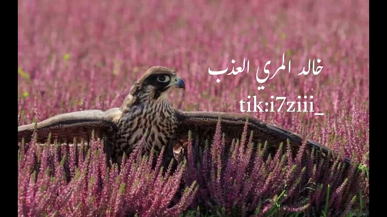 يابري حالي -  خالد المري العذب 