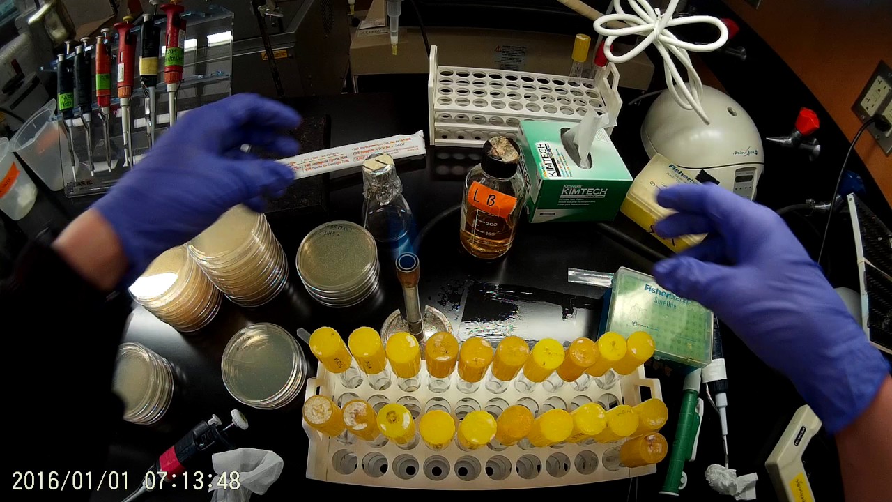Inoculating small-scale E. coli cultures (starting miniprep cultures)