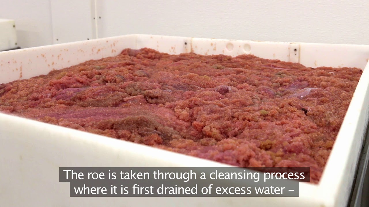 Lumpfish roe by Royal Greenland - fishery and processing