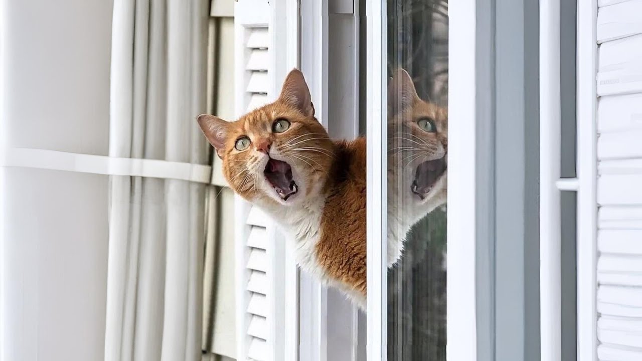 Когда ты хотел тихого кота… а получил шумного комика 😹 Смешное кошачье ТВ