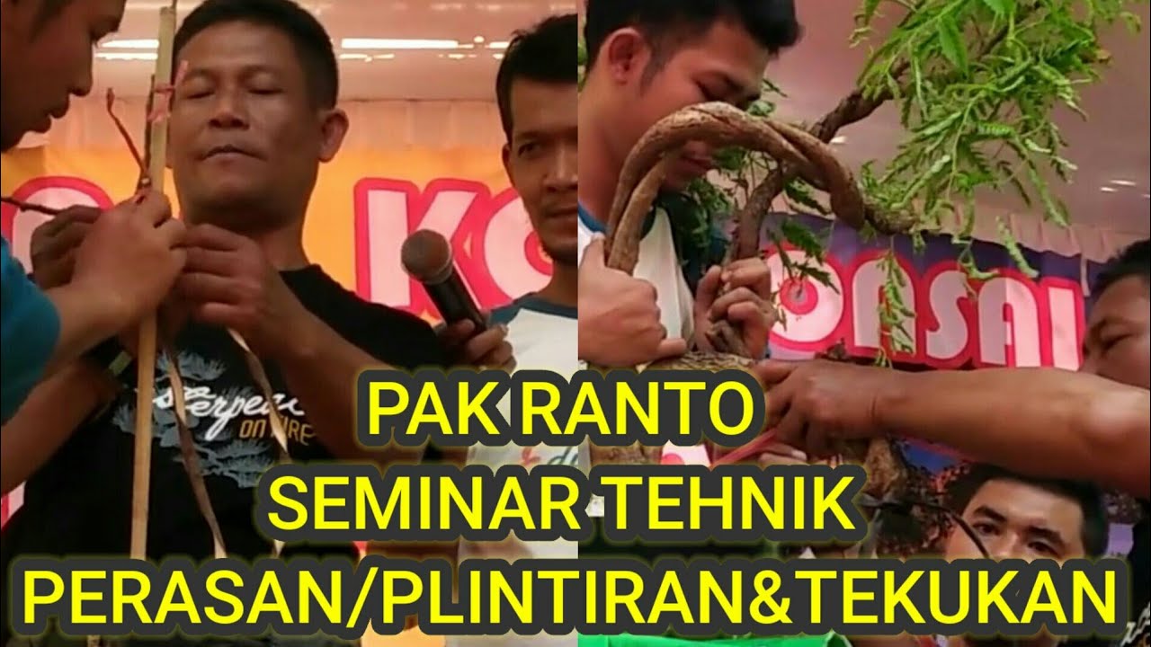 Cara peras/plunter bonsai asam jawa bersama pak Ranto