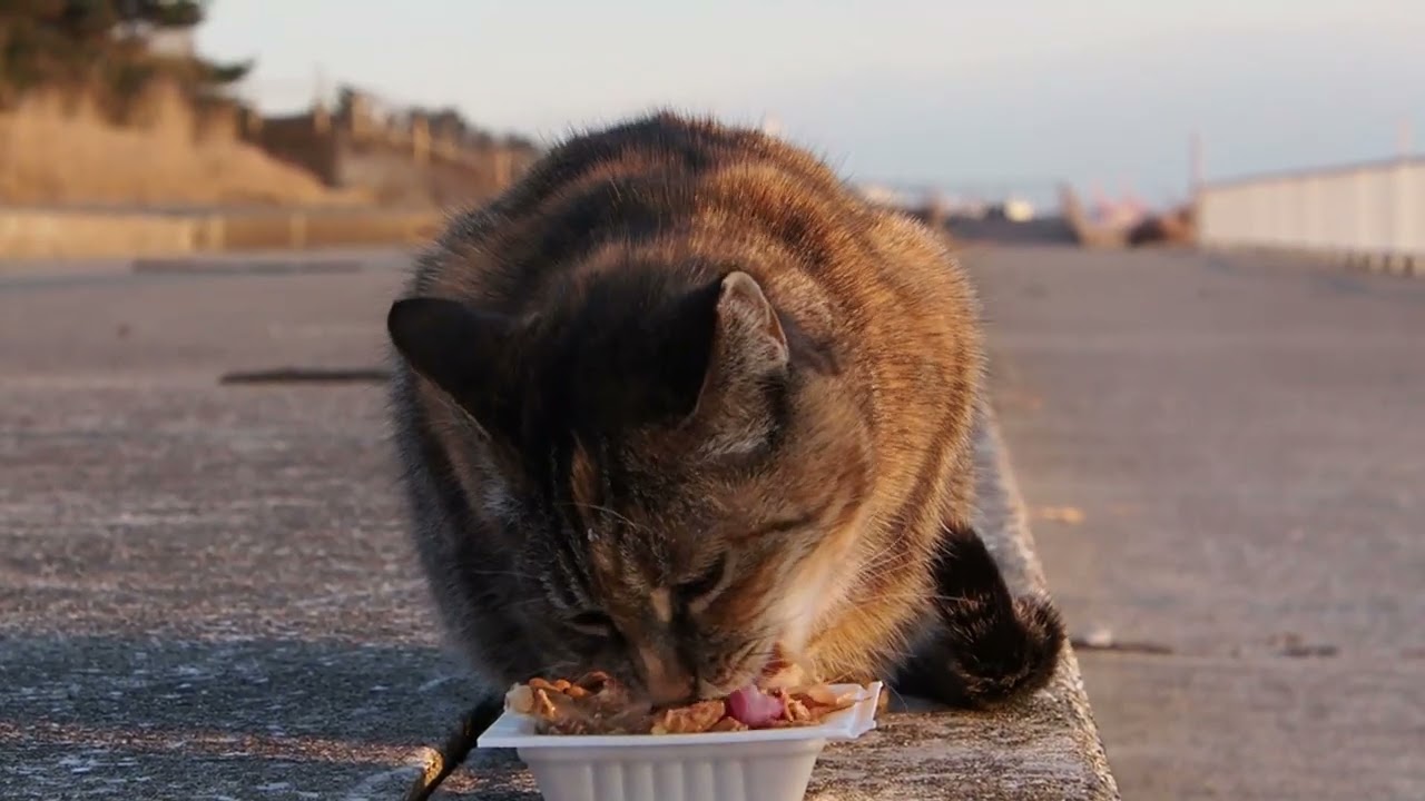 地域猫の暮らし2026/01/29 歌舞伎,シャー,グー,ママ,野鳥,海,夕陽