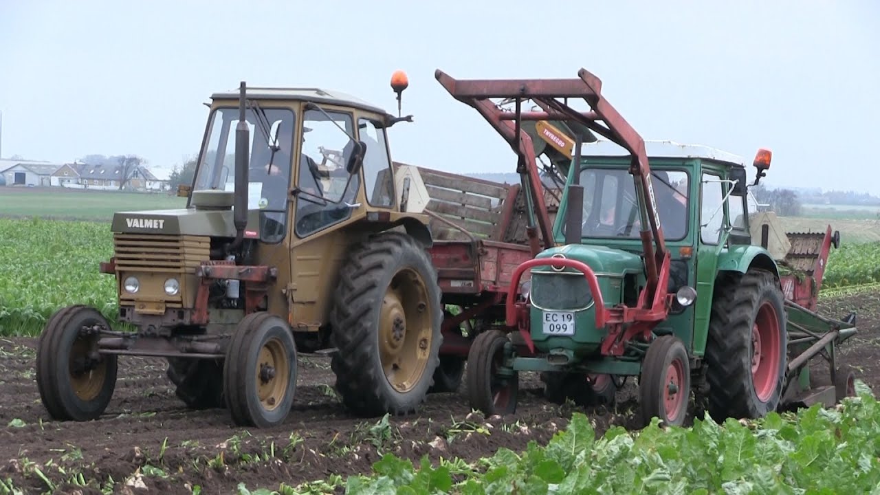 Sugar-Beet Harvest 2015 | MF 35 - Volvo BM350 Boxer - Deutz D40 - Bukh 452 & More