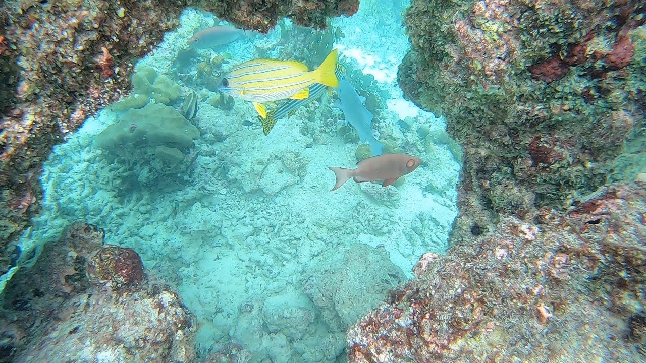 Maldives 12.2022 snorkeling house reef hotel Baros