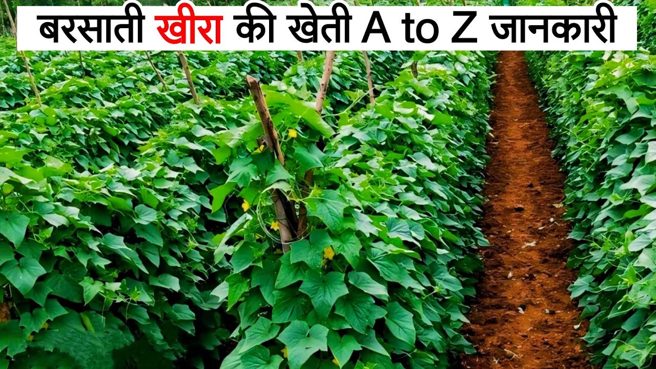 बरसाती खीरा की खेती | Barsati kheera ki kheti kaise karen | A to Z जानकारी | 2024⛈️Rain Season