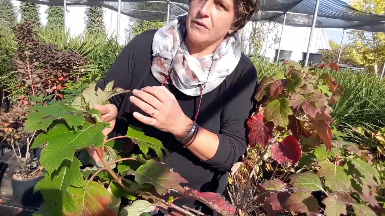 Come coltivare l'ortensia quercifolia alice