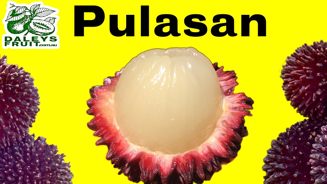 Pulasan Fruit Trees outside of the tropics?