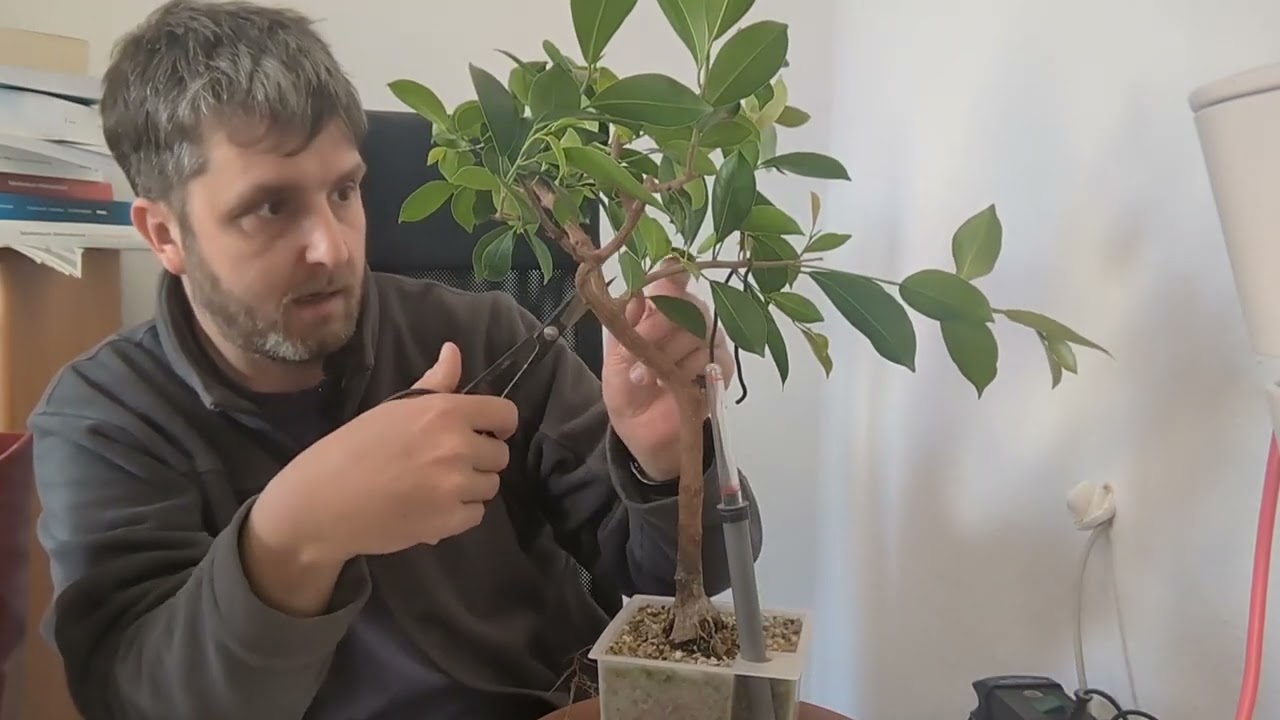 Ficus Microcarpa (1.463 Tage / 4 Jahre) beschneiden und Erklärungen zur Bonsai Gestaltung