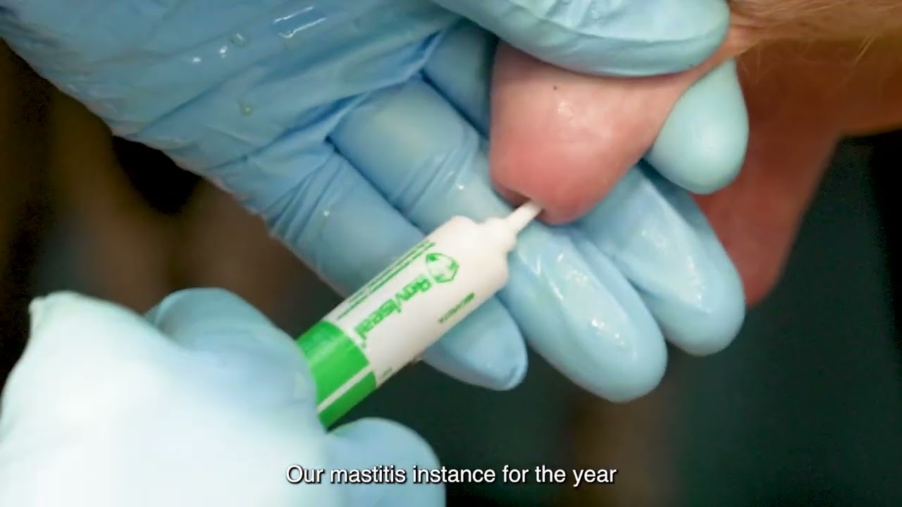 Prevent mastitis with blanket use of Boviseal