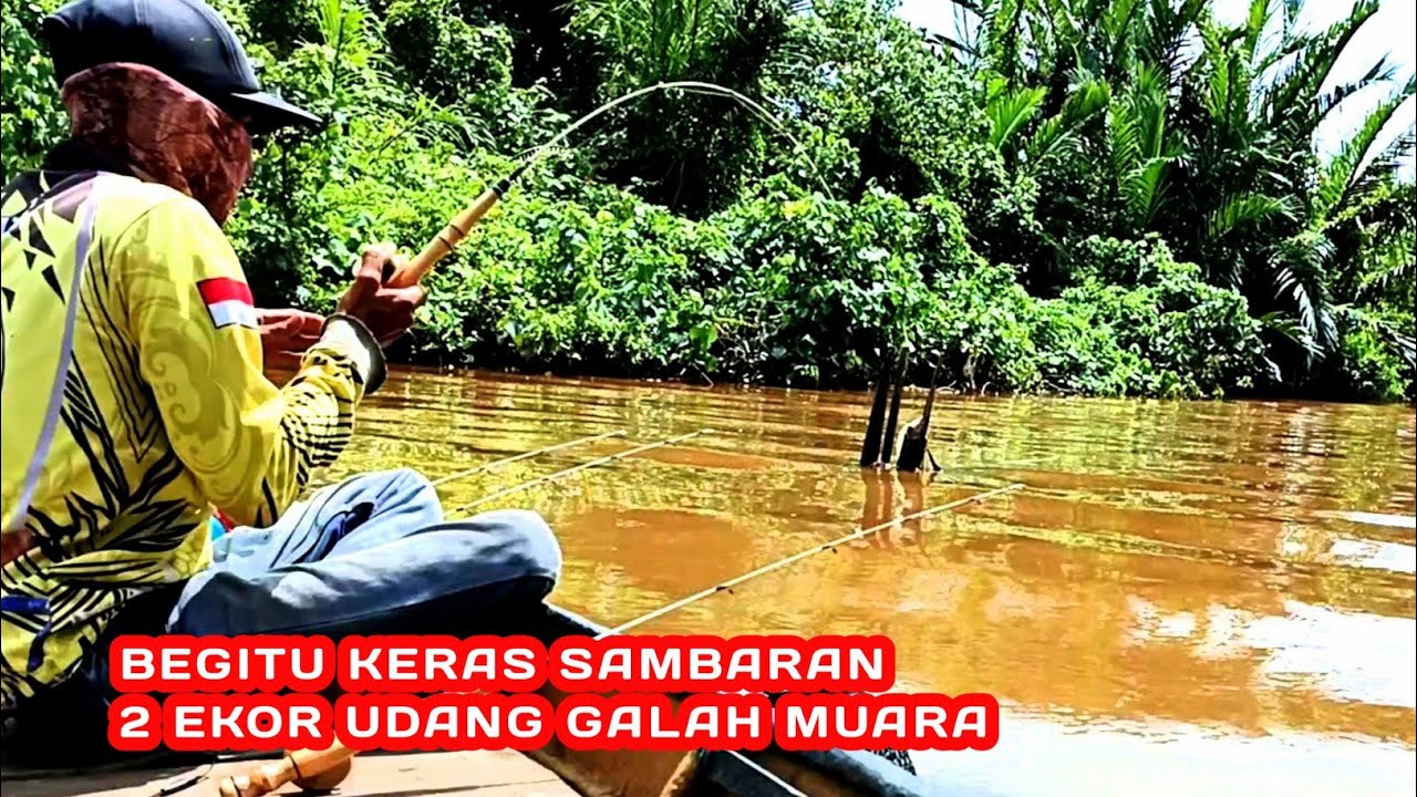 INI BARU REZEKI‼️Mancing udang galah di sungai ini banyak sambaran udang besar