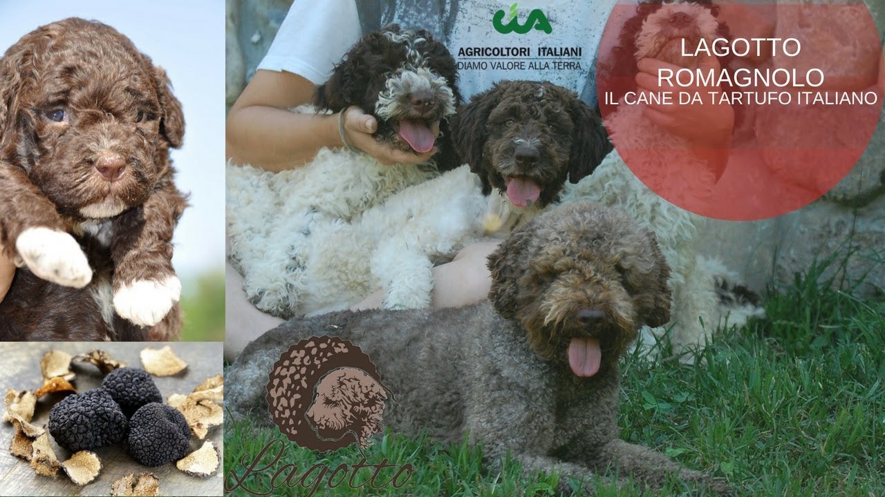 22. Il Lagotto romagnolo, cane da tartufi italiano
