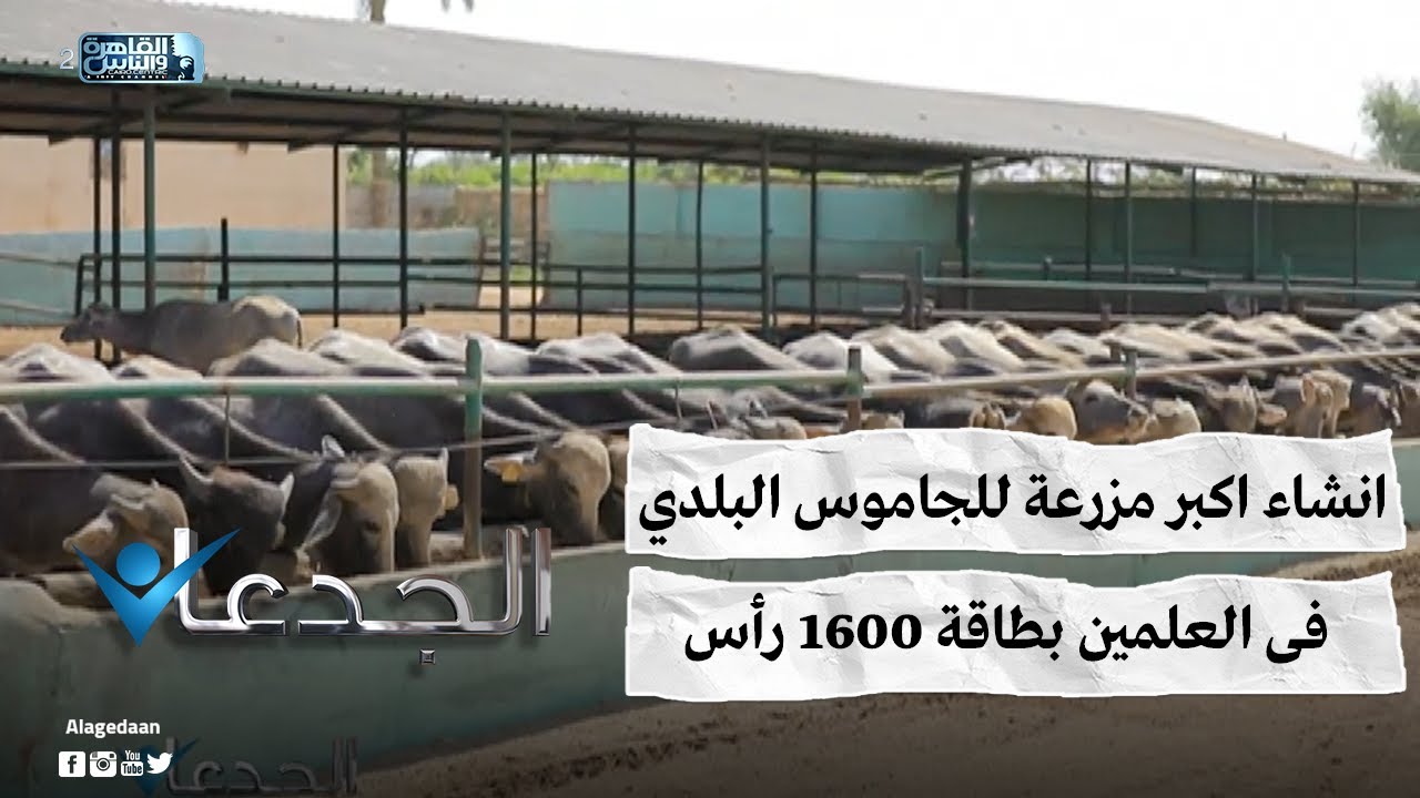 انشاء اكبر مزرعة للجاموس البلدى فى العلمين بطاقة 1600 رأس