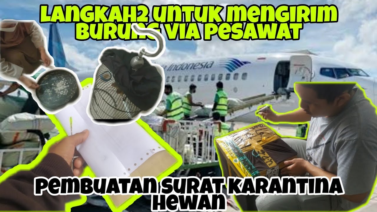 Cara mengurus surat karantina burung untuk pengiriman via pesawat