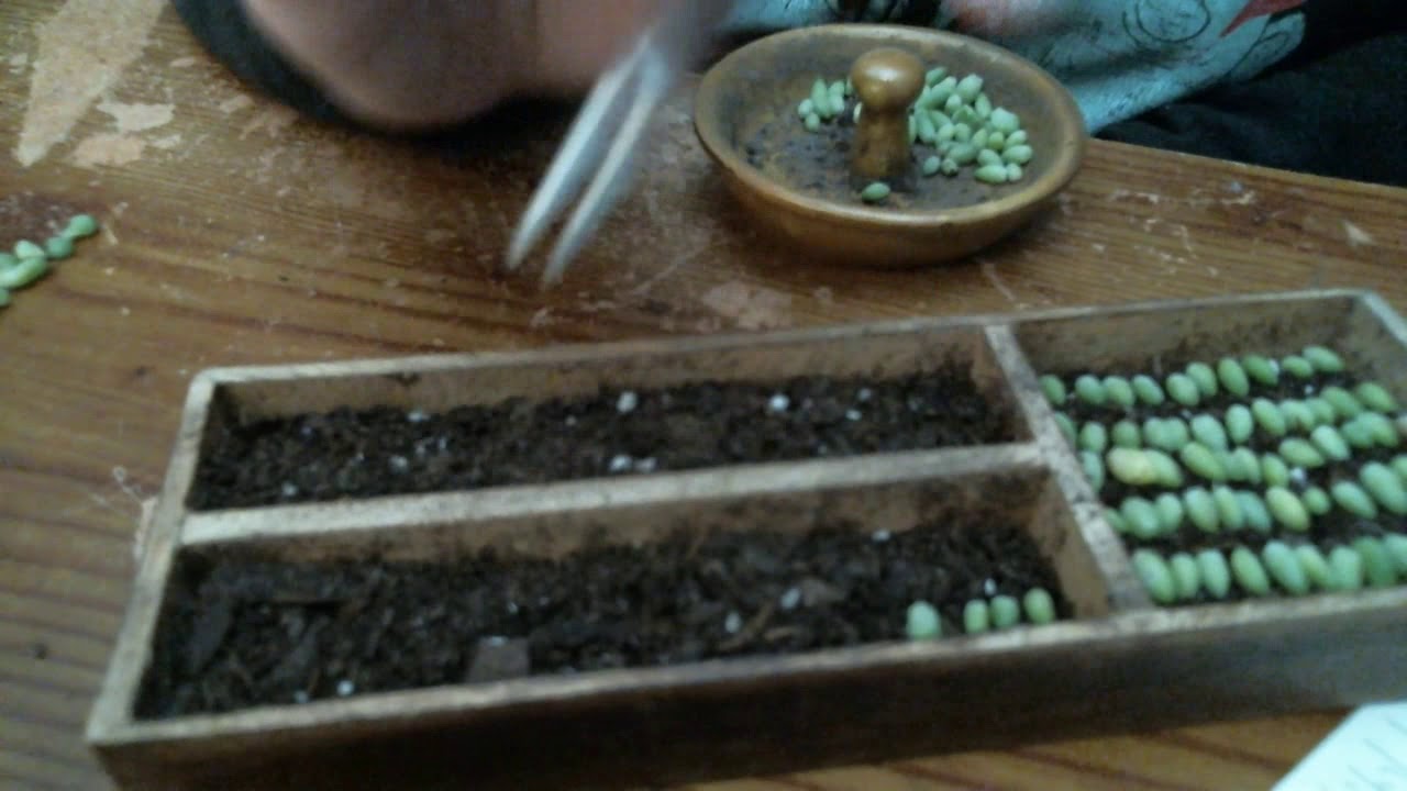 burros tail propagation station