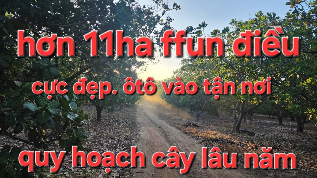 Hơn 11ha phun kính điều cực đẹp. Ôtô vào tận nơi. Quy hoạch cây lâu năm 
