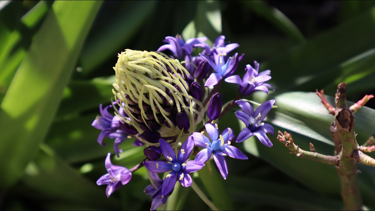 Cómo cuidar de la Oncostema peruviana - Scilla peruviana / Jacinto peruano / Esquila portuguesa