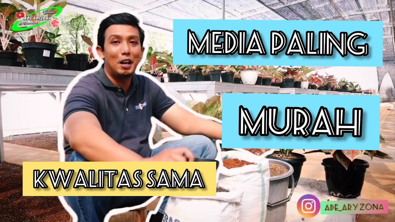 Media aglaonema paling murah #adearyzona