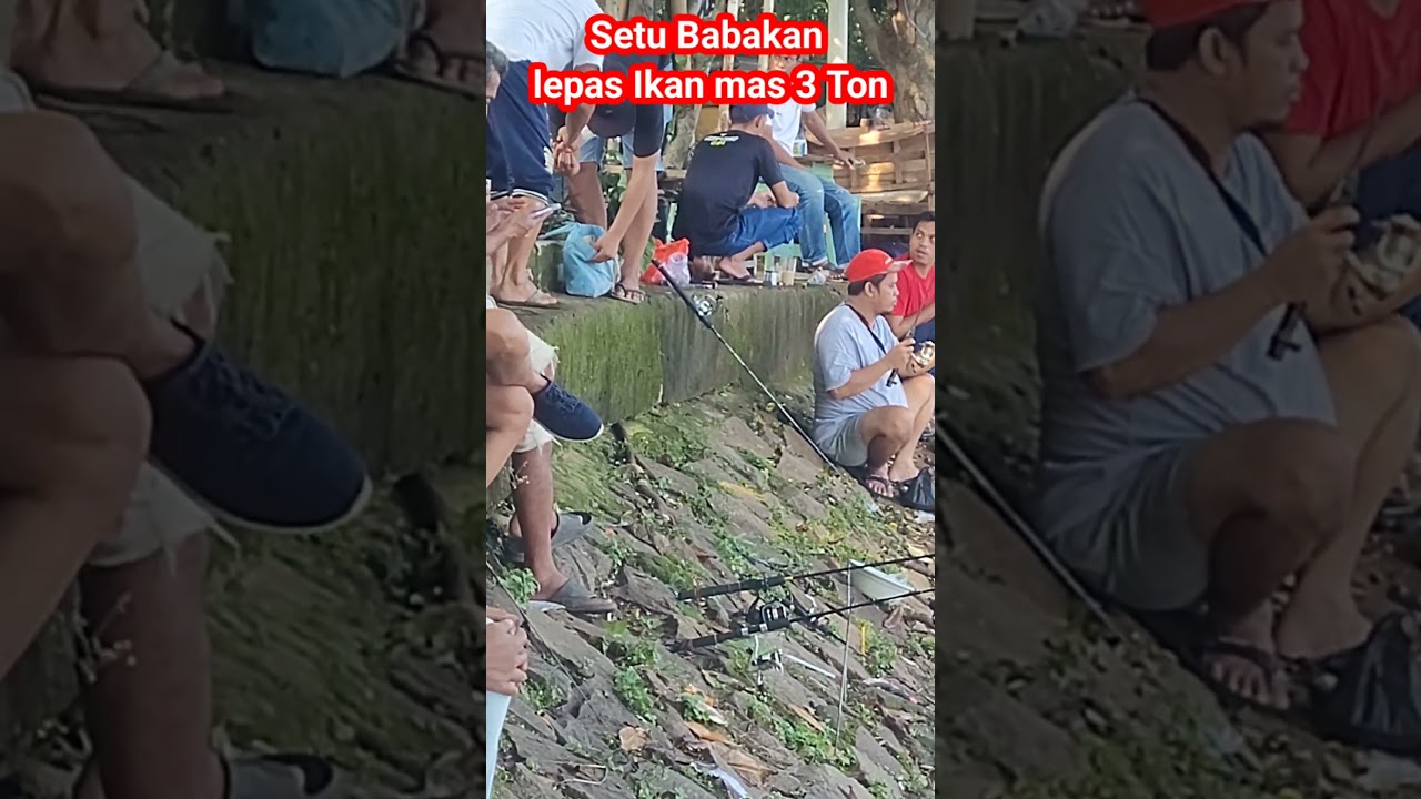 LEPASAN IKAN MAS 3 TON DI SETU BABAKAN