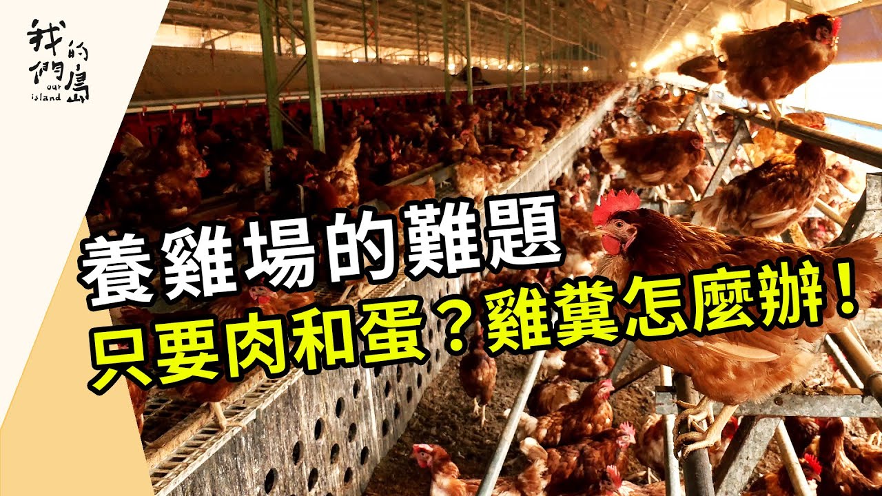 只要肉和蛋？雞糞怎麼辦！｜養雞場的難題(我們的島第1214集 2023-07-24)