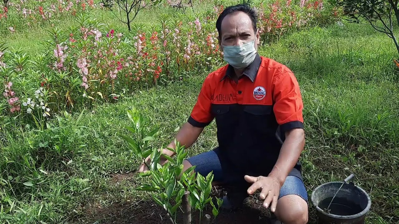 PENYAKIT JERUK CVPD SEMBUH TOTAL HANYA GUNAKAN SABUN MANDI⚛️⚛️⚛️