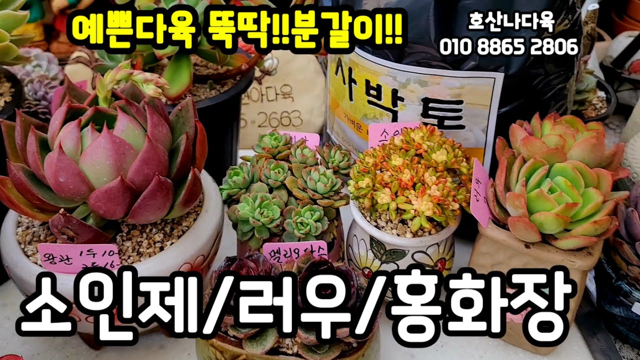 호산나다육에서 온 다육사박토 분갈이/소인제/러우/홍화장 