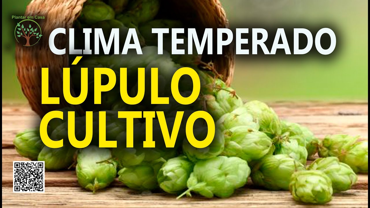 Lúpulo, Cultivo e Produção para Cerveja Artesanal com Clima Temperado no Entre Vilas