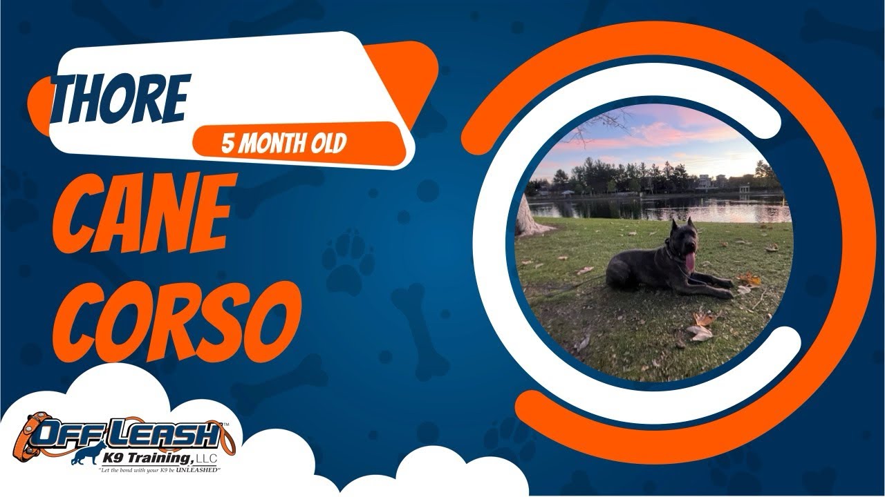 🐶🦮Off Leash Dog Training/ Obedience Training🦮🐶
