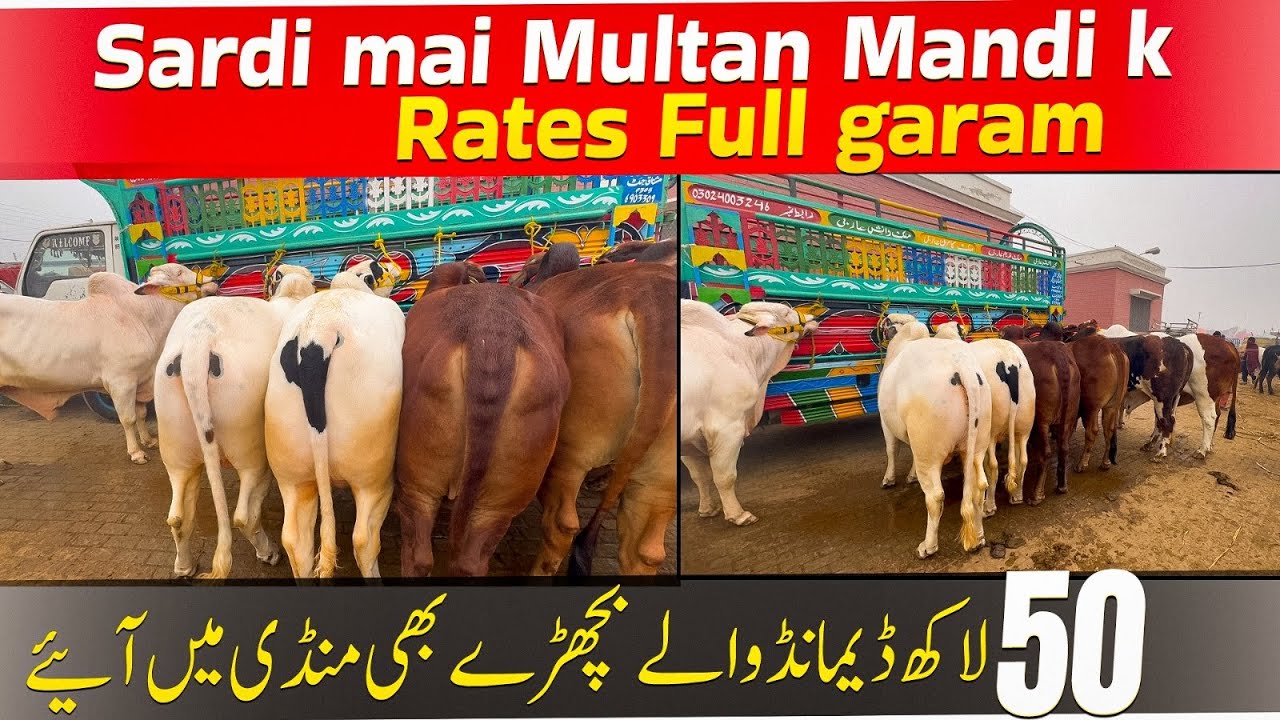 Multan Mandi Fancy Bulls updates 10 Jan ||منڈی میں فل تیزی جاری ہے خریداروں کا رش 