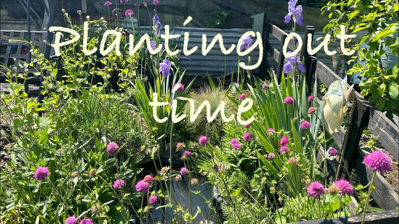 PLANTING OUT TIME ON THE ALLOTMENT
