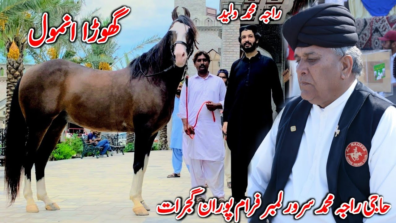 Beautiful Horse From Alnaqeeb Tant PaKing Club Puraan Gujarat Punjab Pakistan
