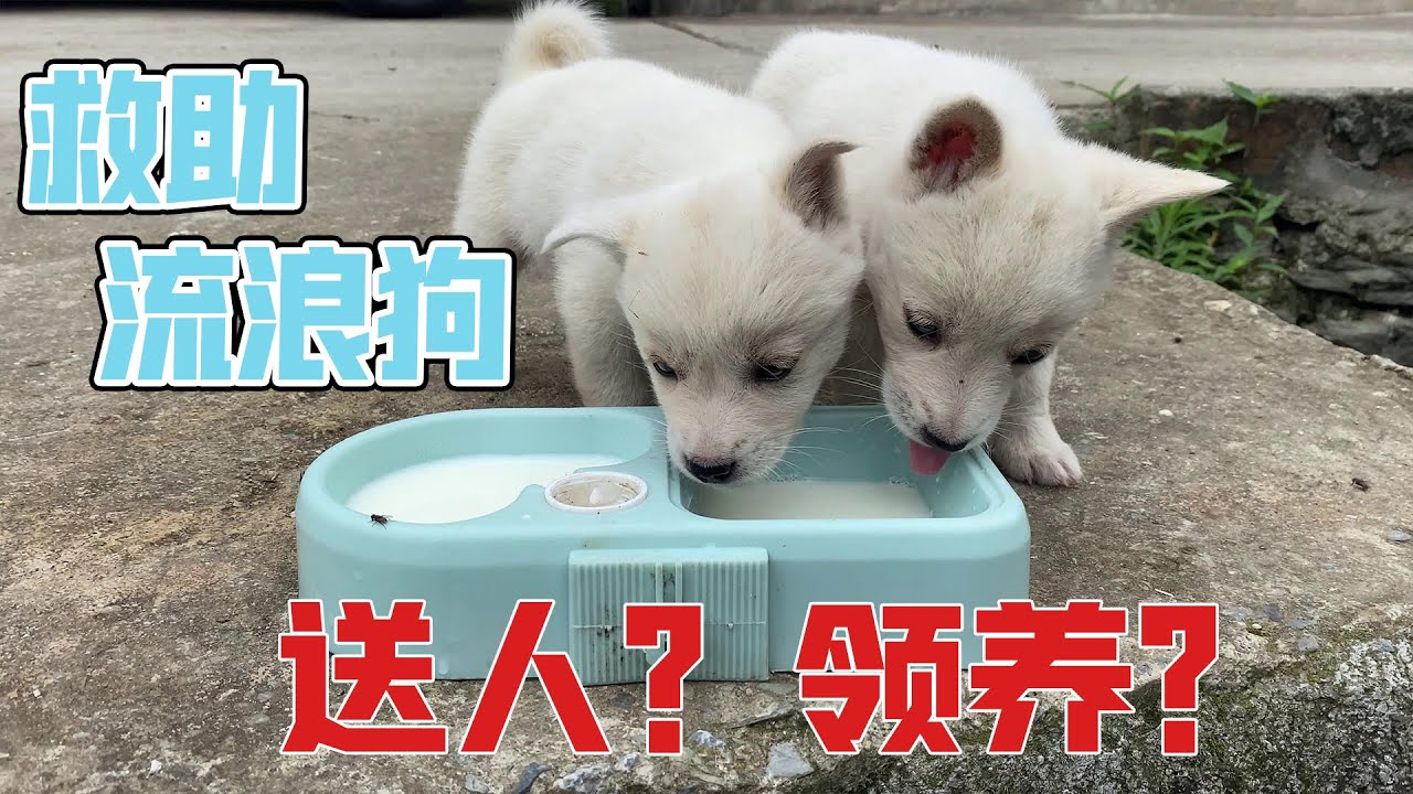 救助流浪狗：本来打算送人，这一瞬间我特别感动，舍不得它了丨天下一场梦