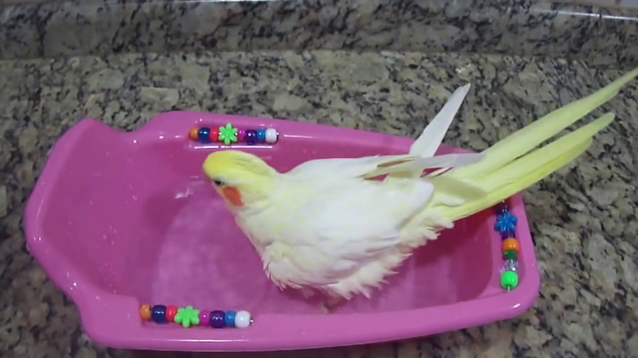 Calopsita! A Princesa Nicole tomando banho em sua nova banheira decorada!!!