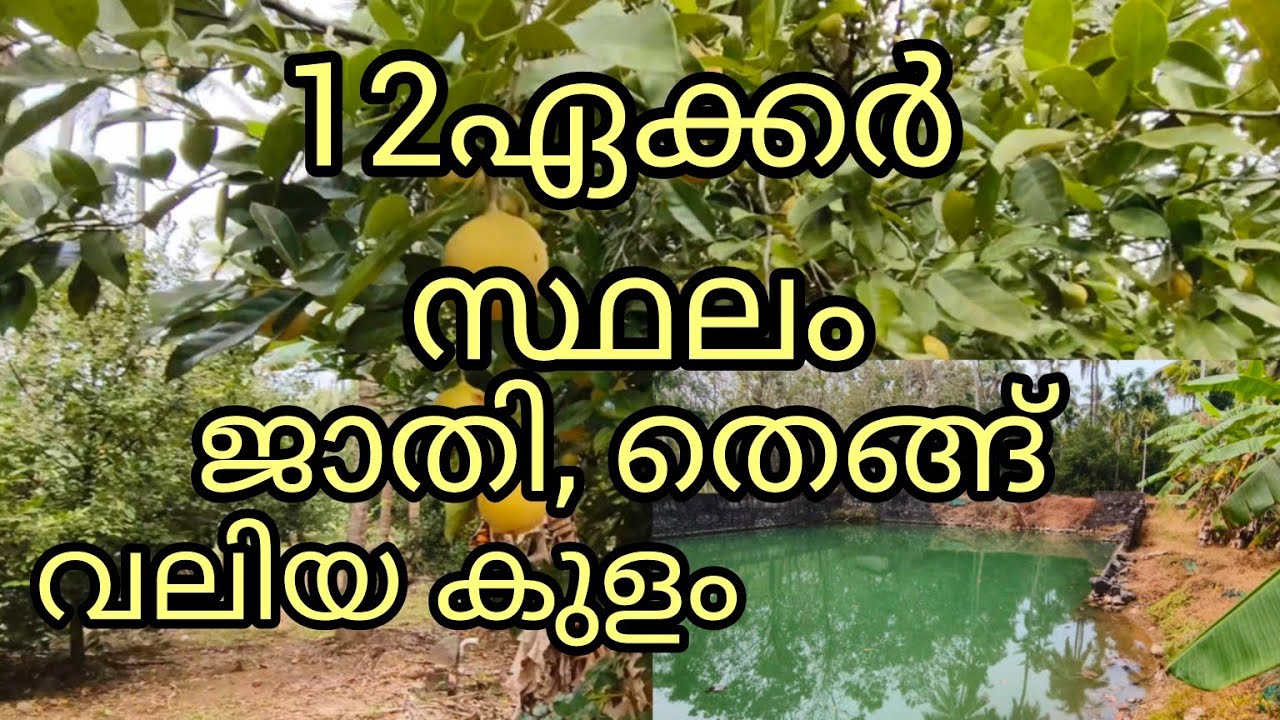 12ഏക്കർ സ്ഥലം സെന്റിന് -80,000|ജാതി തെങ്ങ് കവുങ്ങ്.