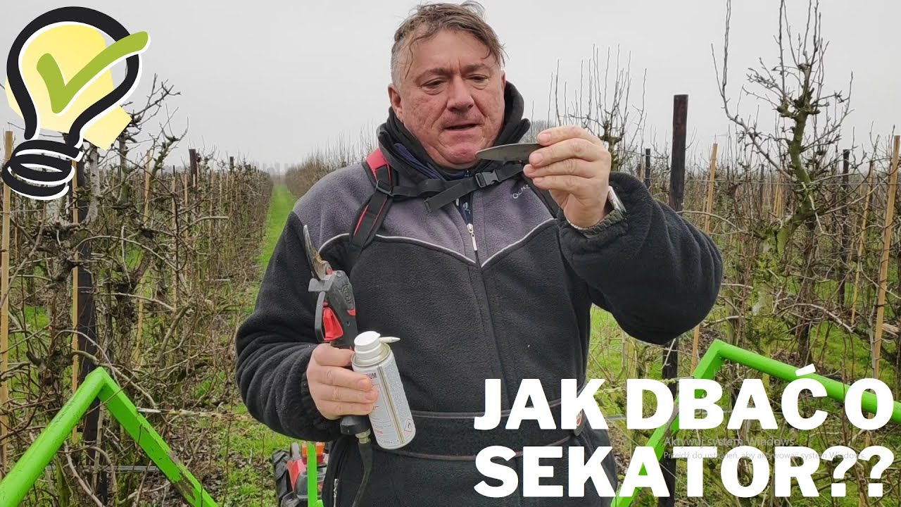 Holandia praca-jak dbać o sekator??