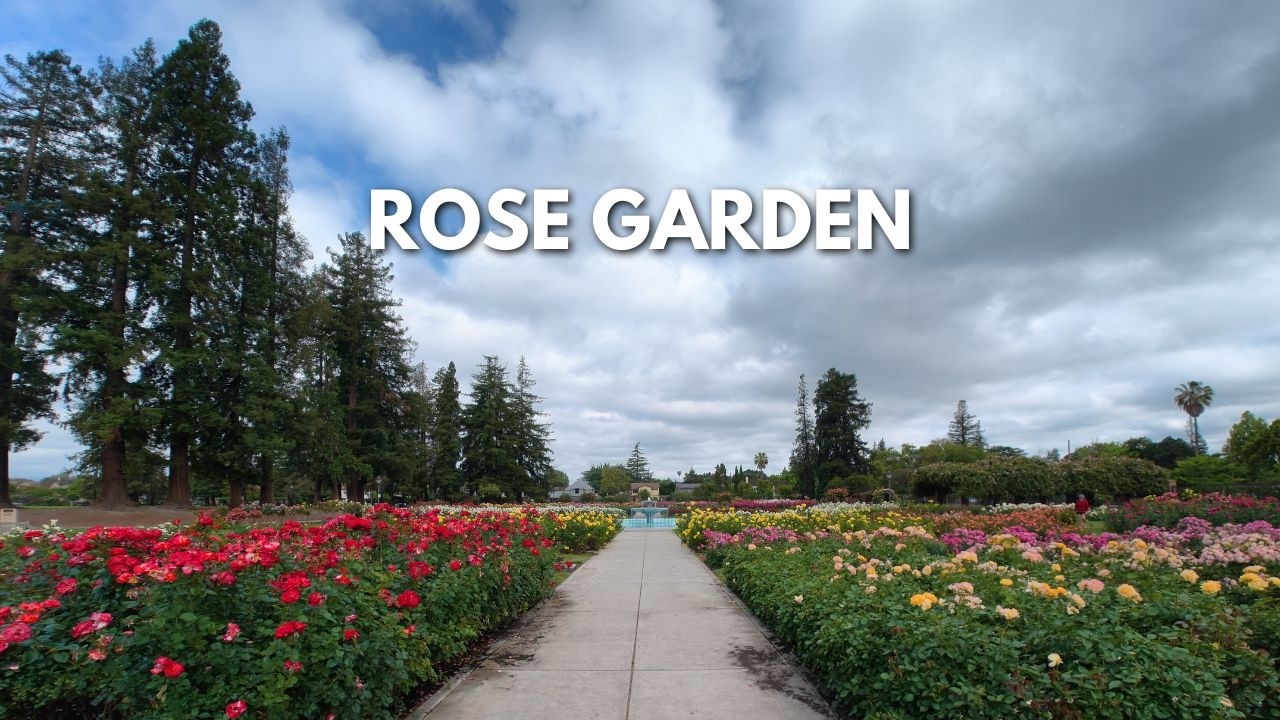 Municipal Rose Garden POV 🌹 | Quiet Steps Through Thousands of Blooming Roses (4K ASMR)