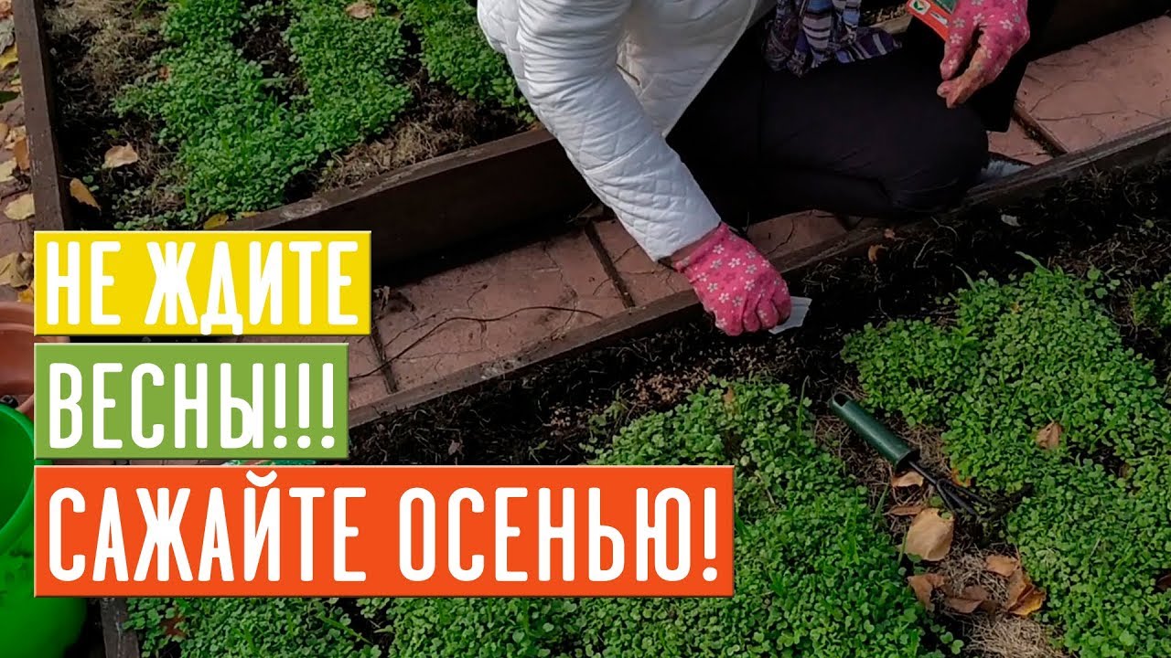 ПОДЗИМНИЙ ПОСЕВ 🌱 Что сажаем? Список культур, технология посадки / Садовый гид