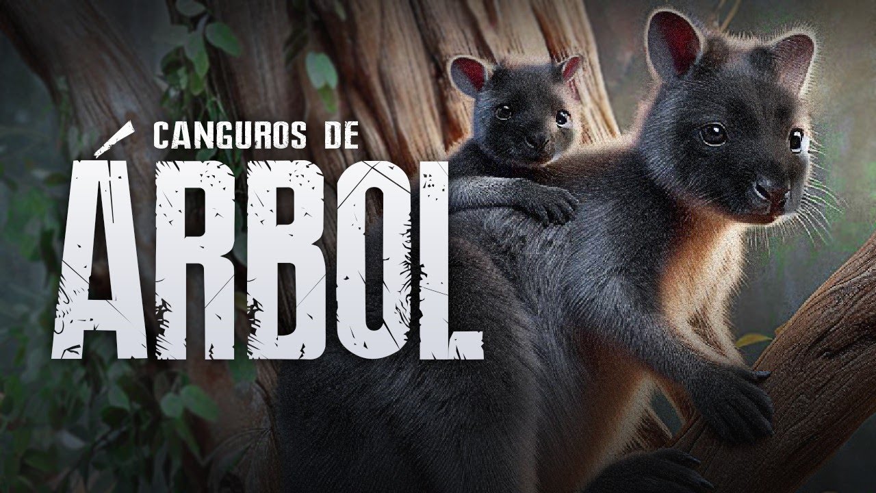 Canguros que VIVEN en los &Aacute;RBOLES &middot; Documental de Canguros