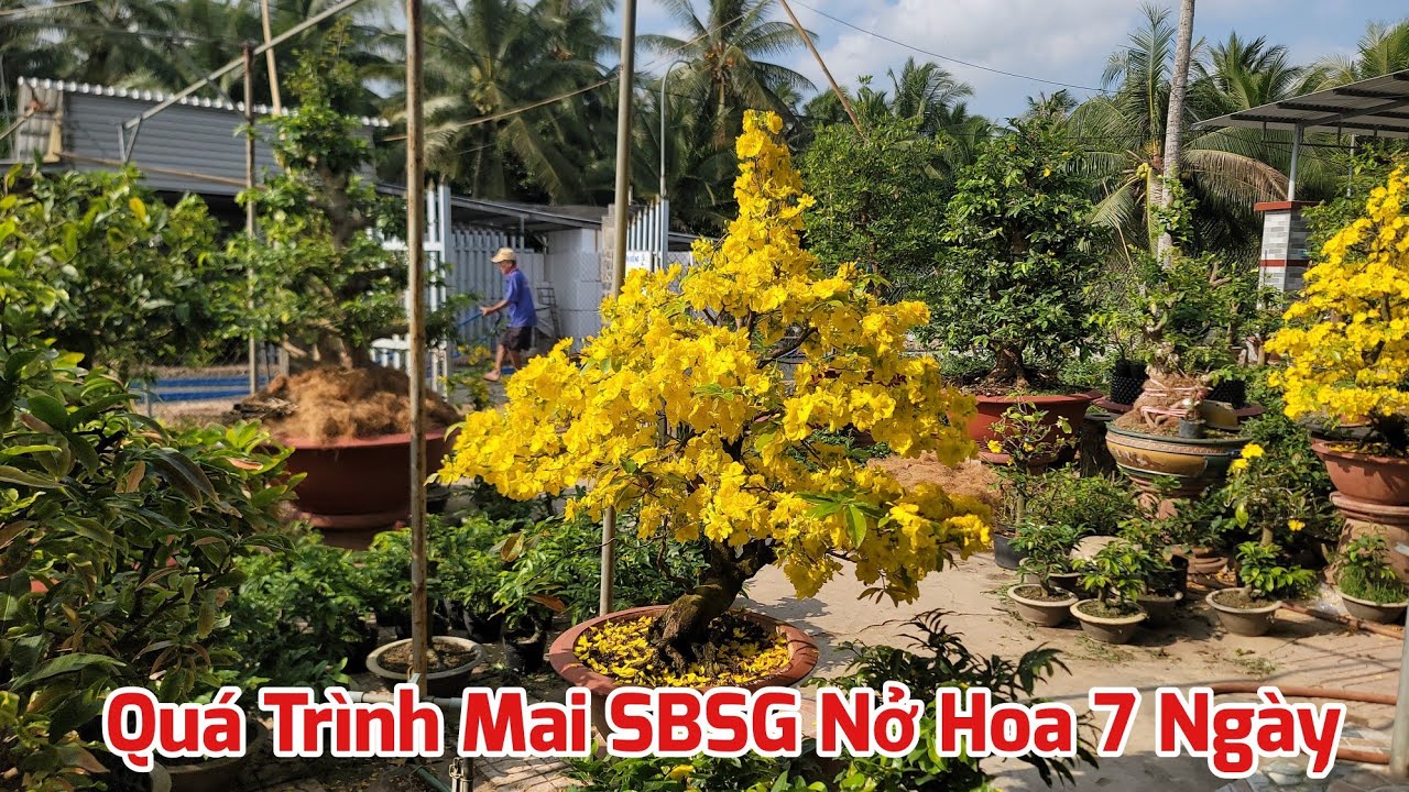 Tổng Hợp Quá Trình Nở Hoa 7 Ngày Mai SBSG