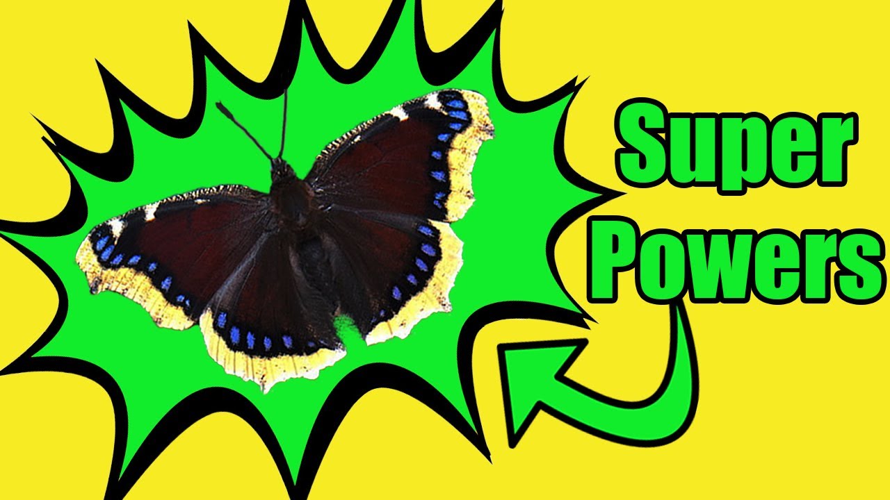 8 Amazing Facts About the Mourning Cloak Butterfly